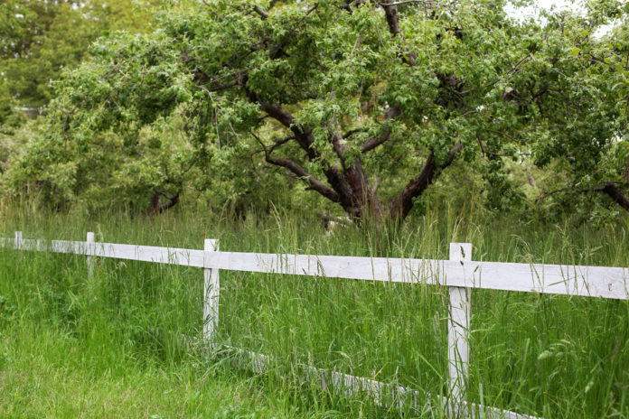 Wooden rustic fence in village. Green pastures of horse farms. Summer garden in backyard and wooden fence. Fence on green grass and the trees behind. White fence in farm field ranch. grass fence